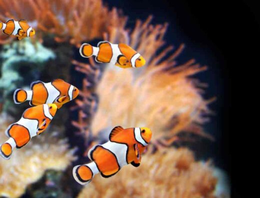 default aquariums 51